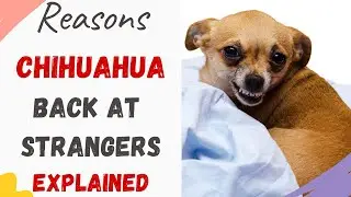 Why Do Chihuahuas Bark at Strangers (Explained with Reasons)