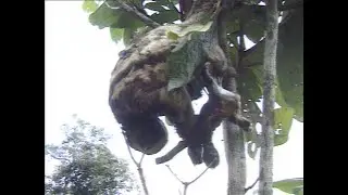 Sloth Giving Birth!