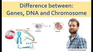 DNA, Genes and Chromosome (No confusion).