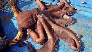 Interesting Large Octopus Fishing. How Korean Fishermen Catch and Cook Octopuses