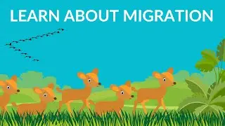 Why do birds and animals migrate? | Birds migration video| Video for Kids