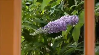 069. БУДДЛЕЯ В НАШЕМ САДУ / BUTTERFLY BUSH, BUDDLEJA - June 20, 2016
