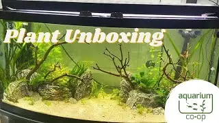 Aquarium Co-Op Plant Unboxing