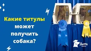 Титулы собак на выставках: присвоение, расшифровка. Как получить собаке титул Чемпиона? Титулы РКФ.