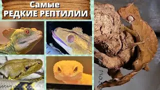 Самые РЕДКИЕ РЕПТИЛИИ.