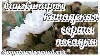 Сангвинария канадская/Кровавый корень Сорта моей коллекции. Посадка и уход. Почему кровавый корень?