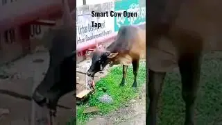 Cow 