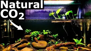 Natural CO2 in the Low Tech Planted Aquarium | Aquarium Science