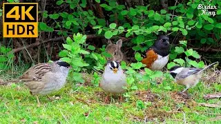 Cat TV for Cats to Watch 😺 Cute Birds and Bunnies 🐰 8 Hours 4K HDR