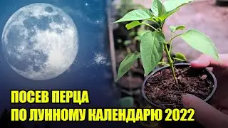 Самый Точный Прогноз Для Посева Сладкого Перца На Рассаду 2022 / Лунный Календарь 2022