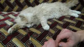 Кот Василий. Мой любимец)))