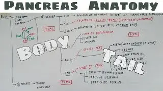 Pancreas Anatomy | Part 4 | Body and Tail Relation | Chart | TCML