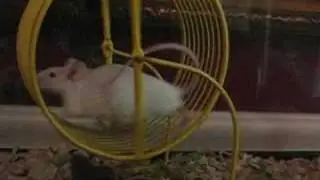 Roller Coaster Mouse