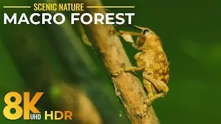 8K HDR Macro World of Little Forest Inhabitants - Tiny Wild Animals and Insects