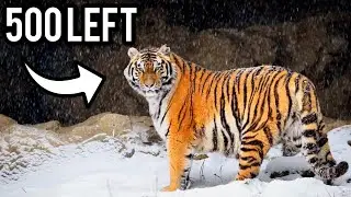 The Siberian Tiger & Its Fight For Survival | WWTV