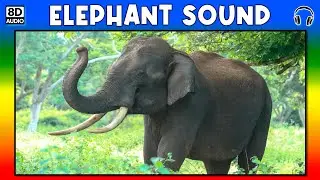 🐘 ELEPHANT SOUND - ELEPHANT SOUND EFFECT - SOUND OF ELEPHANT - NOISE OF ELEPHANT