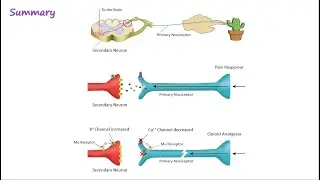 Opioid Mechanism of Action