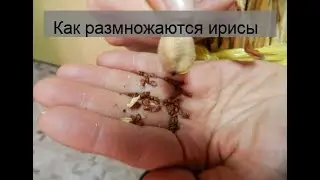 Как размножаются ирисы