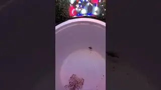 Harlequin Shrimp vs Asterina (at 4x)