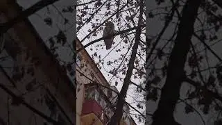 Сова и вороны в тверском дворе