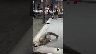 This Funny Cat INTERRUPTED a Pool Match 😲❤️