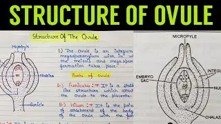 structure of ovule | structure of ovule class 12 Biology| Ovule