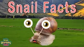 Facts About The Land Snail