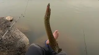 Eel Fishing In The River