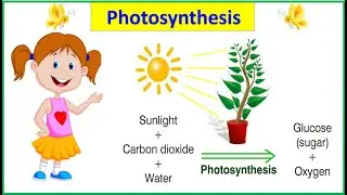 Process of photosynthesis |plants make their own food |#photosynthesis |#EToddlers