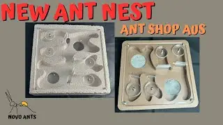 New nest designs - Ants Shop Aus