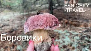 Белые грибы 2021. БОРОВИКИ в Рівненській області.