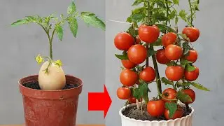 A Special Method Of Growing Tomatoes That Produces A Lot Of Fruit And Juicy Fruit