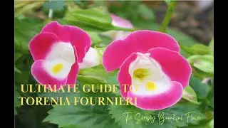 Uncovering the Magic of Torenia Fournieri: Why You Should Have It in Your Garden