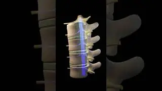 Types of joint on the bases of functions: Joints 3d illustration