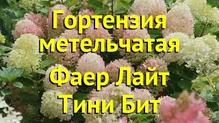 Гортензия метельчатая. Краткий обзор, описание hydrangea paniculata fire light tiny bit