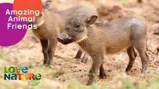 Pups Love Their Little Warthog Sister | Love Nature Kids