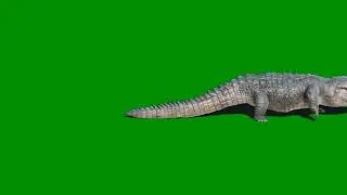 FREE GREEN SCREEN WALKING CROCODILE