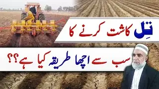 Best method of Sesame cultivation || Crop Reformer