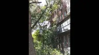 Как профики аккуратно кронируют дерево