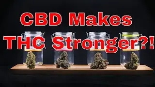 Contrary to Popular Belief, CBD Makes Marijuana Stronger