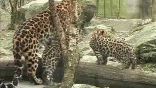 Rare Amur leopard cubs in eastern France zoo