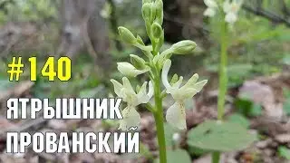 Ятрышник прованский | Орхидеи в Адлере | Адлерские будни