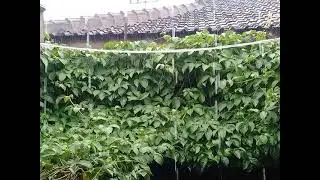 Relaxasi Suara Rintik Hujan