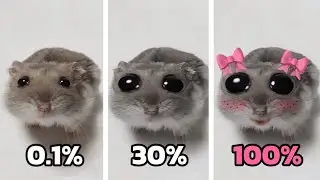 Sad Hamster Becomes More Cute