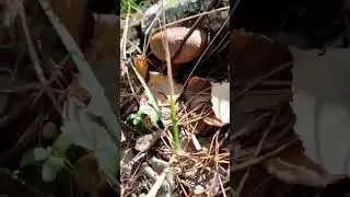Gathering Polish mushrooms Walk for mushrooms Mushroom glade Opishnia