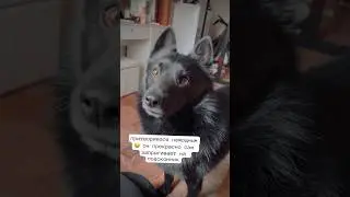 Хитроумный идальго Люсьен Лашанский притворяется немощным вупсенем 😀 