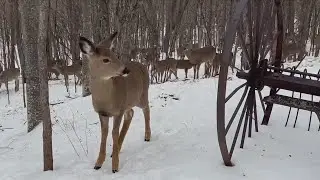 Feeding 1,000 deer a day; surviving winter in the Keweenaw