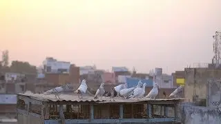 Free Stock Video Footage - Birds on Rooftop at Sunset - Free Download at Videvo.net