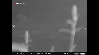 охота на лису с подхода на приваде. pulsar digex c50