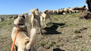 MY DOGS FIRST FIGHTED AMONG THEMSELVES, THEN WITH THE FLOOD PROTECTION DOGS.